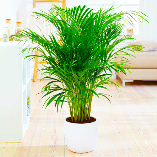 ���� ��������������� ��������� ������, ������, 5 �� ������ ������