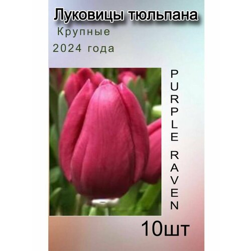 ���� �������� �������� Purple Raven ( 10 ��) ������ ������
