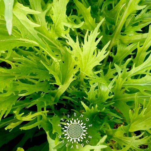     (. Brassica nipponica) 150  Green Legacy   -     , -, 