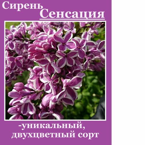 ���� ������ �������� ������ ������