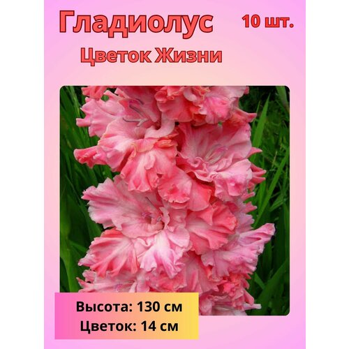 ���� ��������� ��������������� ������ �����, �������� ���������� ������ ������