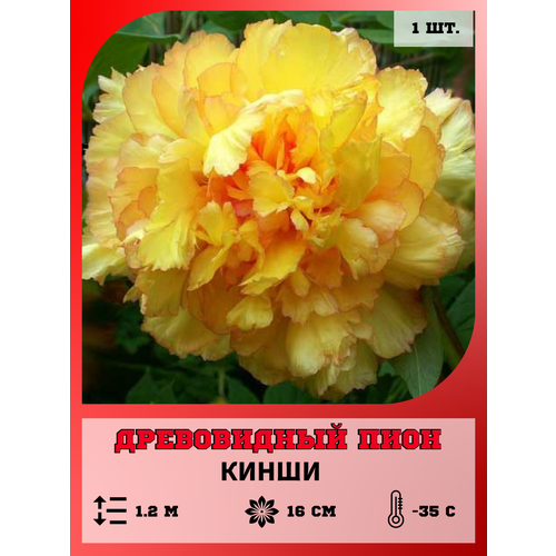 ���� ���� ����������� �����, ������� 1 ����� ������ ������