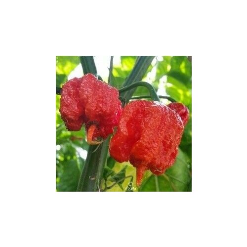     Carolina Reaper ( ), 5  +    -     , -, 