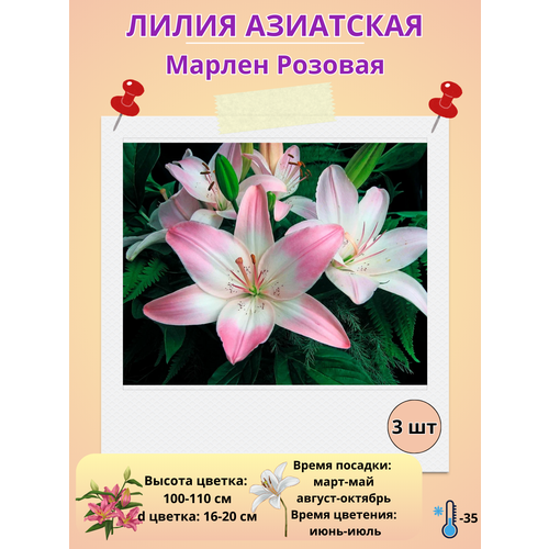 ���� ����� ��������� ������ �������, ����������� ����� ������ ������