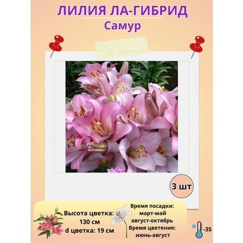 ���� �������� ����� ��-������ �����, ����������� ����� ������ ������