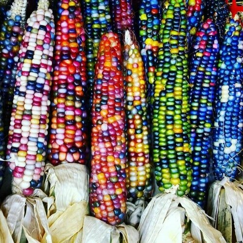 ���� ������ �������� �������� (������� �������) 5 ��. ������ ������