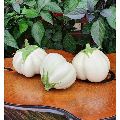        (Thai White Ribbed) / Seeds And Goods /   zip-lock   10    -     , -, 