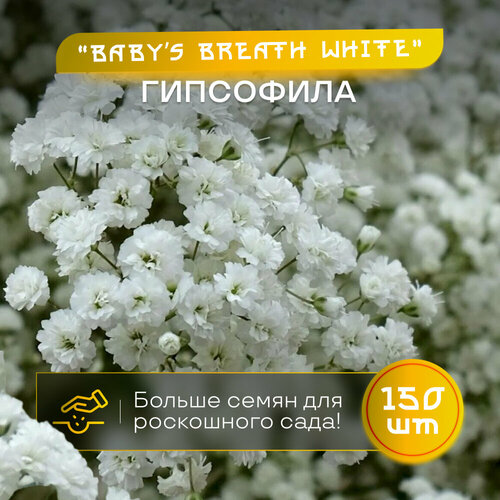    Baby's Breath,  150 ,    -     , -, 