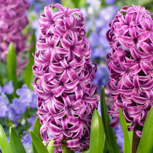 ���� ������� ���� �������� (2 ��.) ������ ������