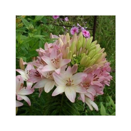 ���� �������� ����� ������ ������ 2 �� ������ ������