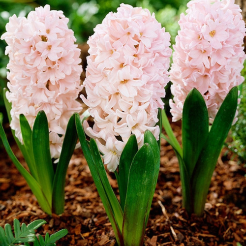 ���� �������� ������, �hipollino flowers, ������� APRICOT PASSION (4 ��������) ������ ������