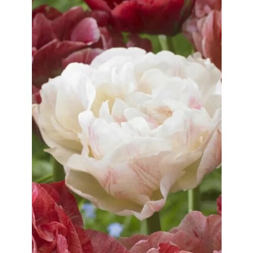 ���� �������� ������� ������� - 2 ��. ������ ������