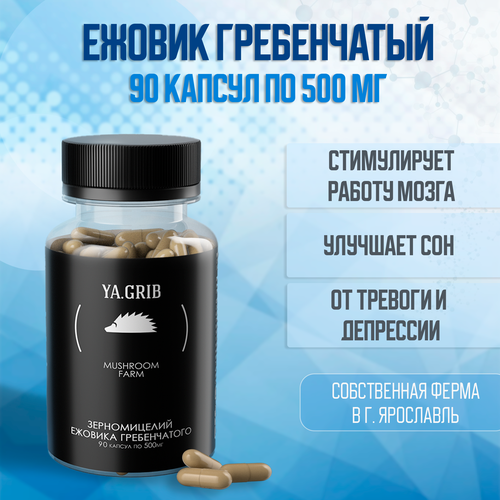 ���� ������� �����. YA.GRIB. ������ ����������� (������ �����������). ���� �������. �������. �������� ���� 90 ������ �� 500 �� ������ ������