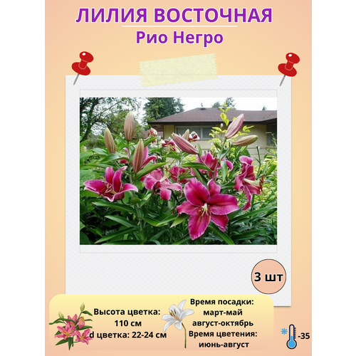 ���� ����� ��������� ��� �����, ����������� ����� ������ ������