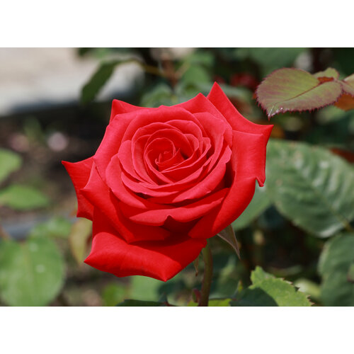 ���� ������ ���� �����-��������� �������� 5 ��. (1 ��������) ������ ������