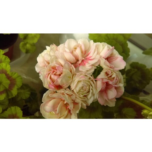 ���� ������ ���������� ���������� ��������� ����� 4 �� (1 �������� (O)) ������ ������