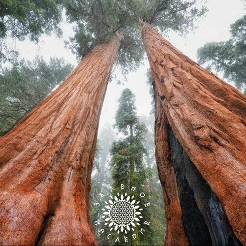 ���� ������ ������� - ��������� ������ (���. Sequoia) 20�� �� Green Legacy ������ ������