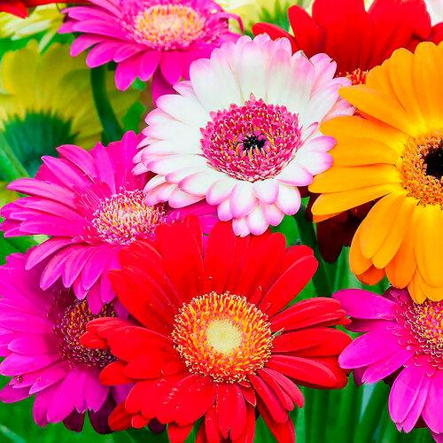 ���� ������� ������������ ����, ������, 10 �� ������ ������