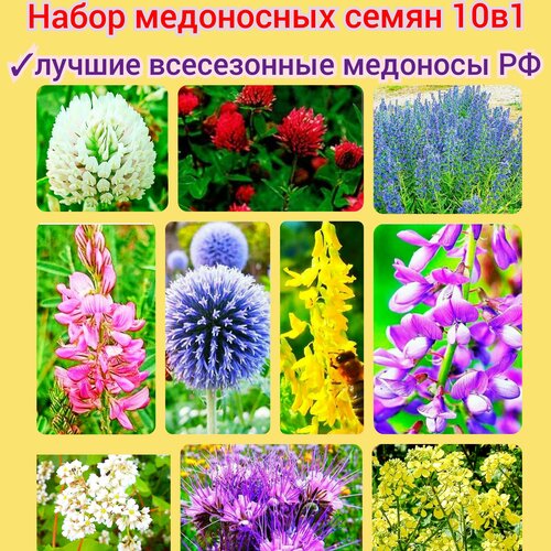 ���� ����� ���������� ����� 10�1 (300��) ��������� �������� ������� ����� ������ �������� ������ ������� ������� premium ������ ������