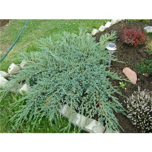 ���� ������������ �������������� ��������� ������ ������