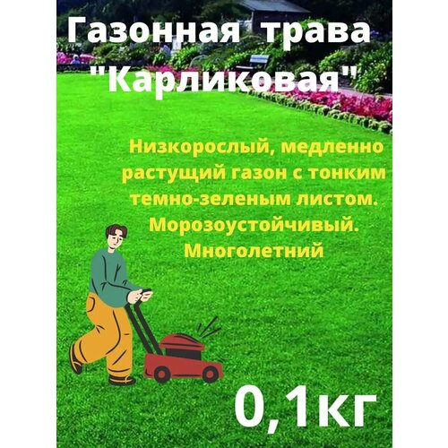 ���� �������� ����� 