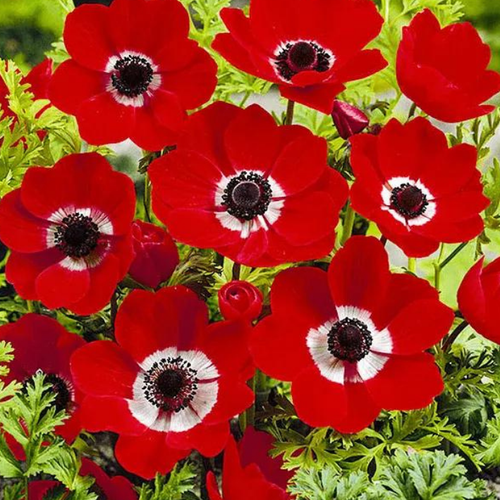  Anemone Hollandia ( 10  )   -     , -, 