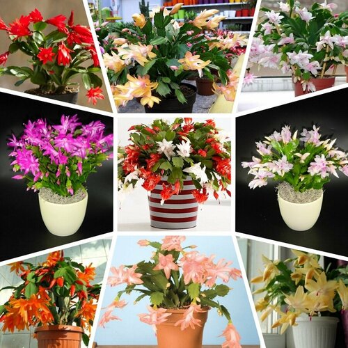 ���� �����������, ���������, ���� ������, ������ ������ ������