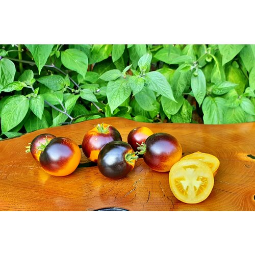      -   (Dwarf Project - Tomato Gondwana Moon) / Seeds And Goods /   zip-lock   10    -     , -, 