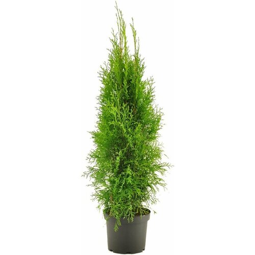 ���� �������� ��� �������� ������� 881444 �0,8 H15 ������ ������