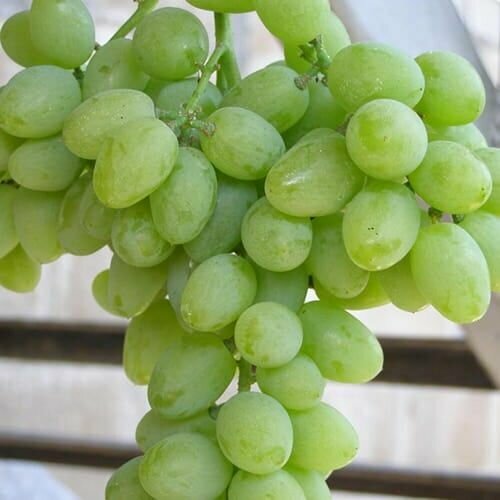 ���� �������� ������� ������ ������