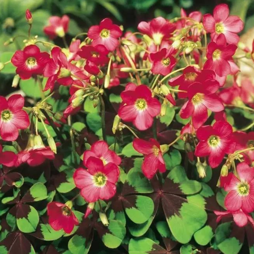 ���� ������� IRON CROSS (10 �������) ������ ������