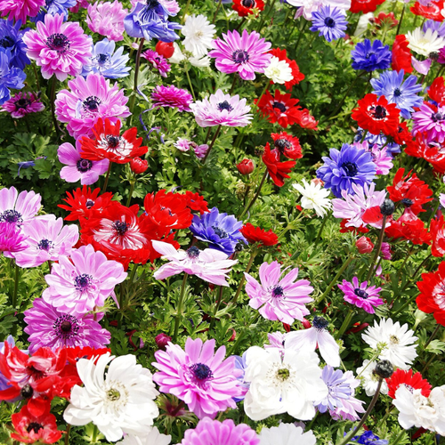 ���� ��������� ( ������� ) ��� ���� 30 �� ������ ������