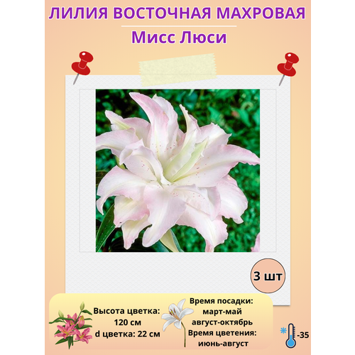 ���� ����� ��������, ��������� ���� ����, ����������� ����� ������ ������