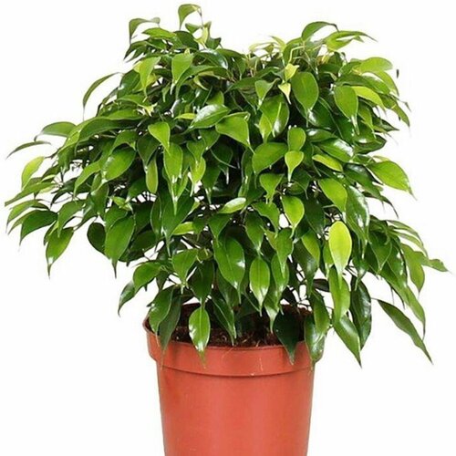 ���� ������ ������ ����� ����������, Ficus benjamina 20 ��. ������ ������