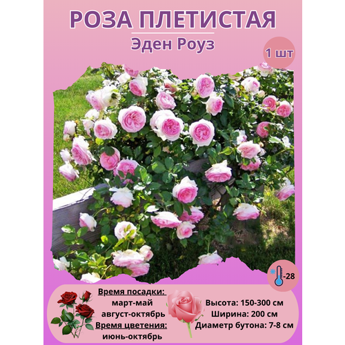 ���� ���� ��������� ���� ����, ����������� ����� ������ ������