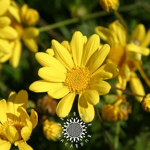    ,   (. Euryops pectinatus) 50    -     , -, 