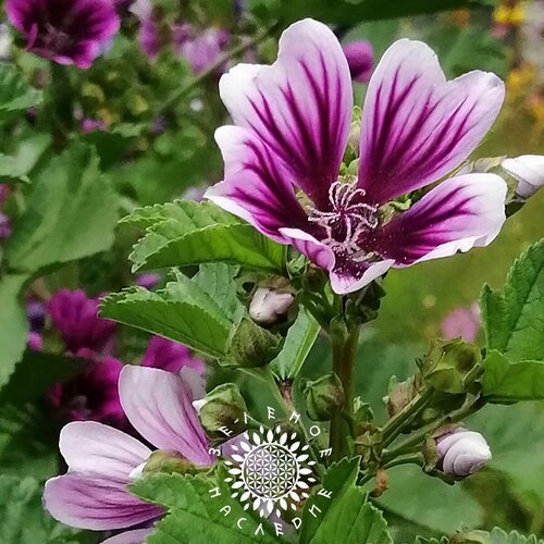     -   (. Malva sylvestris) 7    -     , -, 