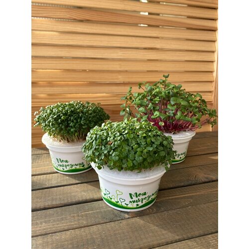 ���� ����� ��� ����������� ����������� (������ � ��������) 2 �� ������, ����� ������ ������