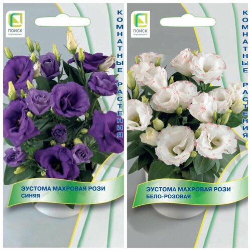 ���� ������ ��������� �������� � ������ ������� �������� ����, ����� 2 ��. ������ ������