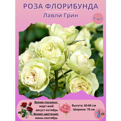 ���� ���� ���������� ����� ����, ����������� ����� ��� ���� ������ ������