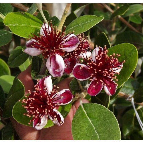 ���� ������ ��������� - ���� ������� (��������� ������� ��� 10 - 30 ��, ��������� 0,5/0,6 �) / ������, ������ ����������� ��������, ����� / ��� ����, ����, ���� � ������� ������ ������