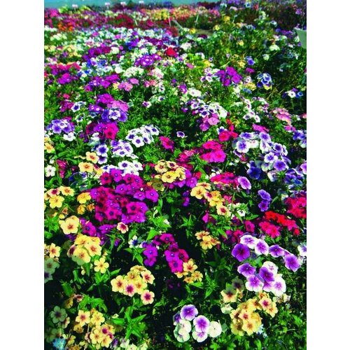 ���� ����� �������, ����� ������ ������