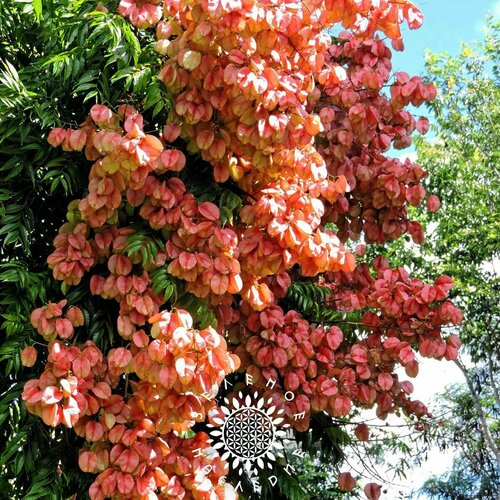 ���� ������ ������������ ����������� - ������� ������ (���. Koelreuteria paniculata) 25�� ������ ������