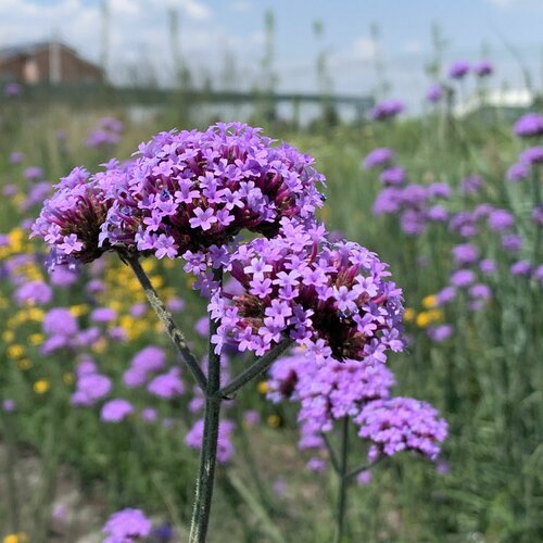 ���� ������� ���������, ������ ������ ������