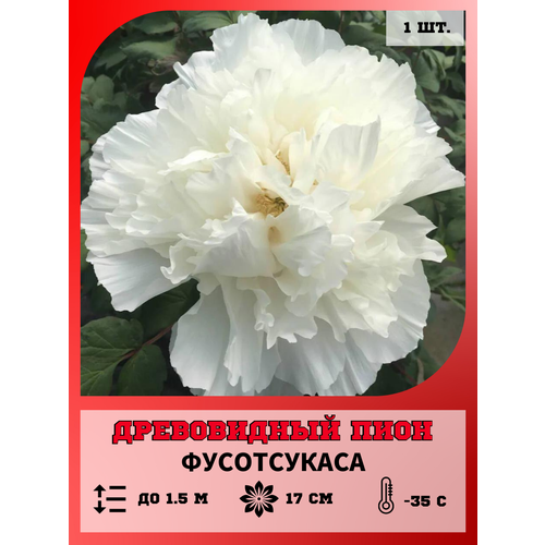 ���� ���� ����������� ����������, ������� 1 ����� ������ ������