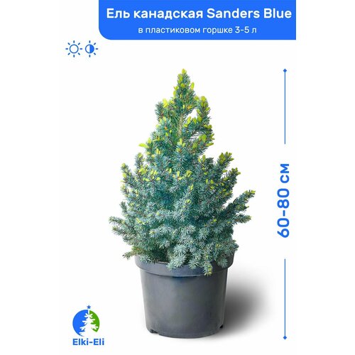    Sanders Blue ( ) 60-80     3-5 , ,      -     , -, 