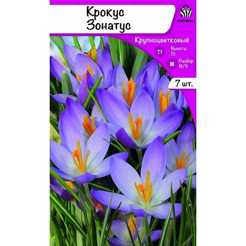 ���� ������ ������� (�������) 7 ������� 8/9 ������ ������