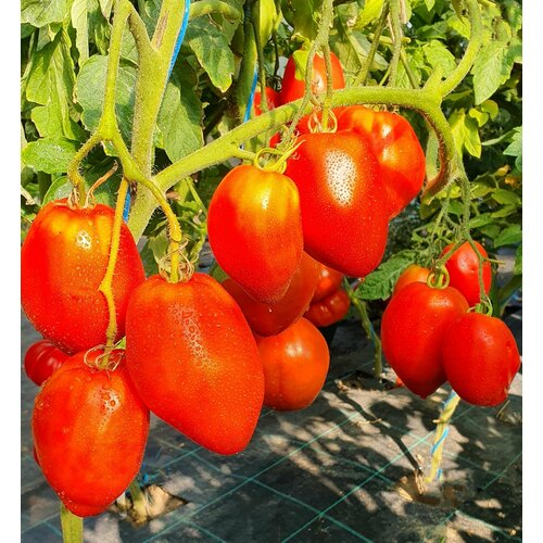    -- (San Marzano Redorta) / Seeds And Goods /   zip-lock   10   