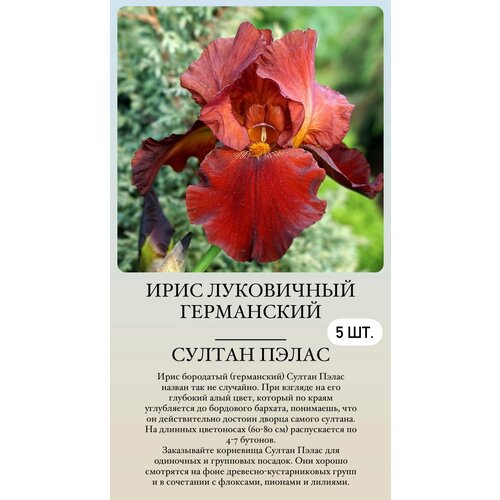 ���� ���� ���������� �������� ����������� �������� ������ ������