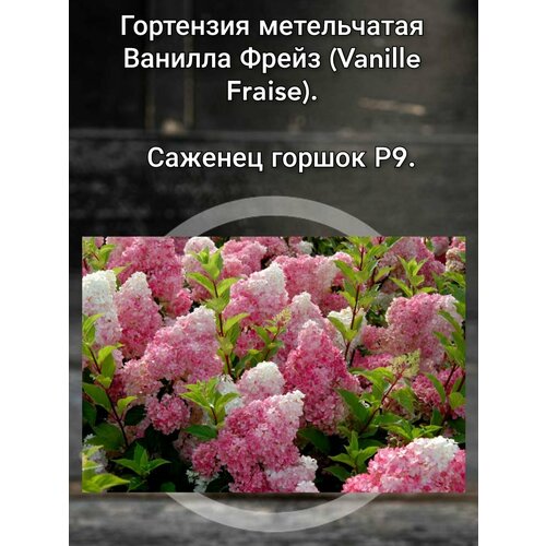 ���� ��������� ����������� ������� ����� (Vanille Fraise) ������ ������